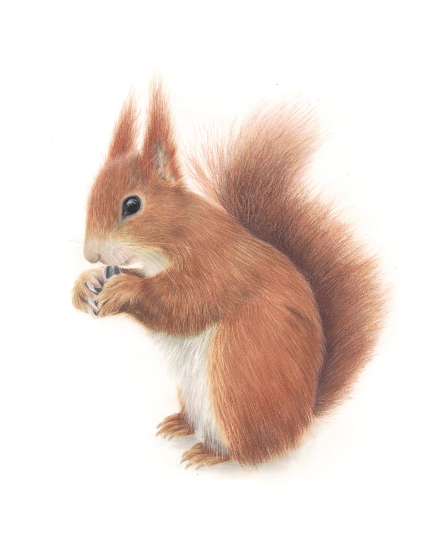 Ed Sheeran the Squirrel