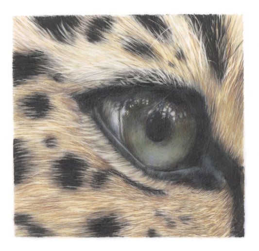 Cheetah Eye