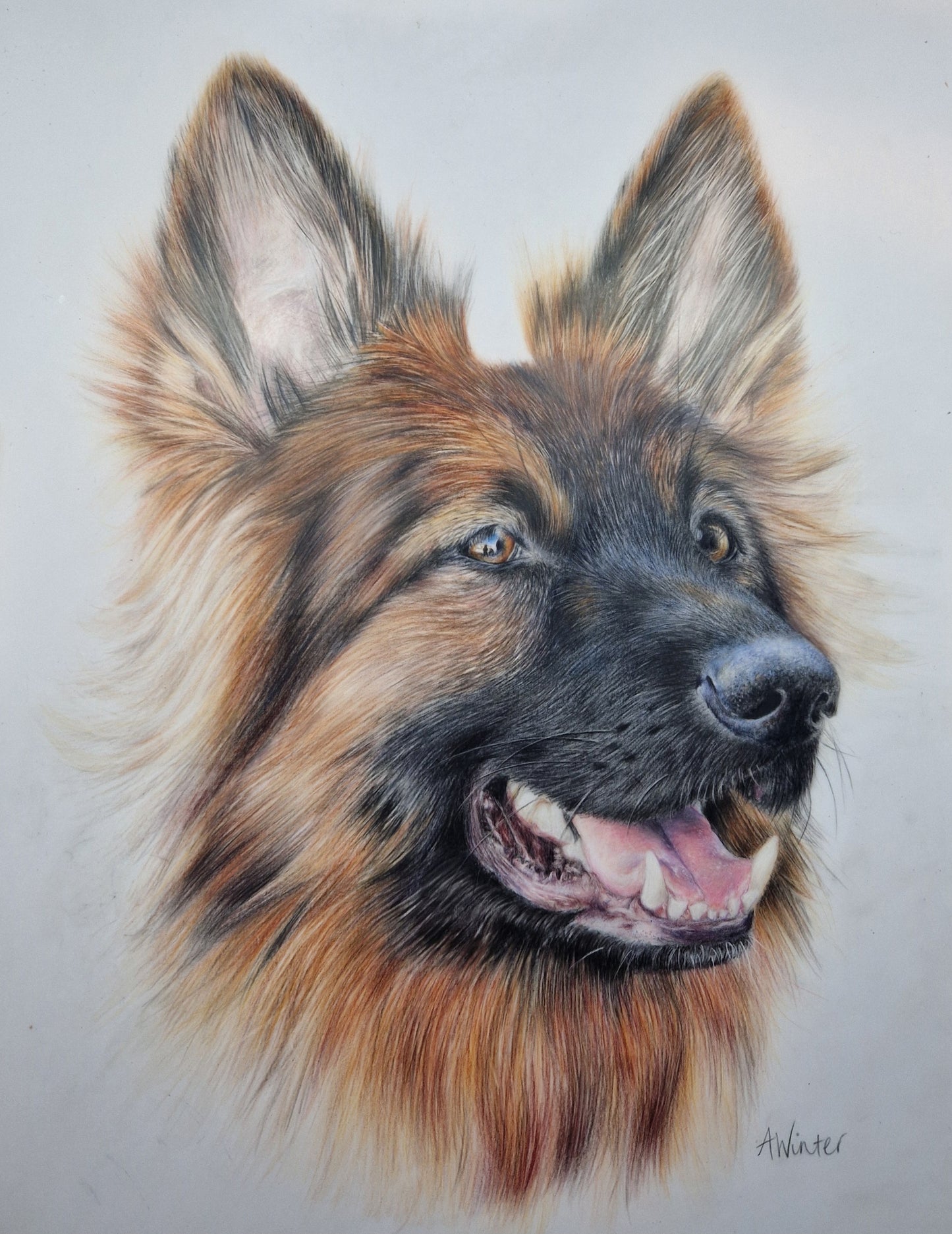 German Shepherd