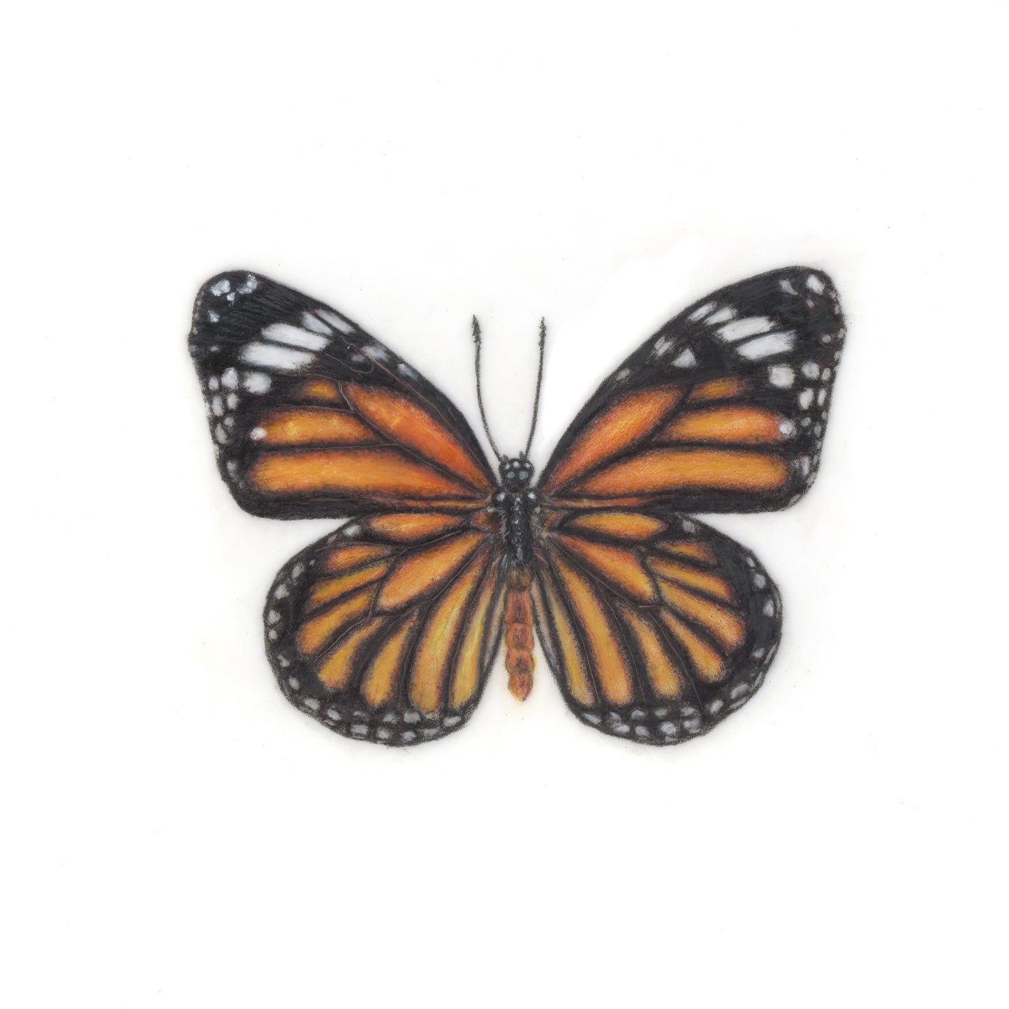 Monarch Butterfly