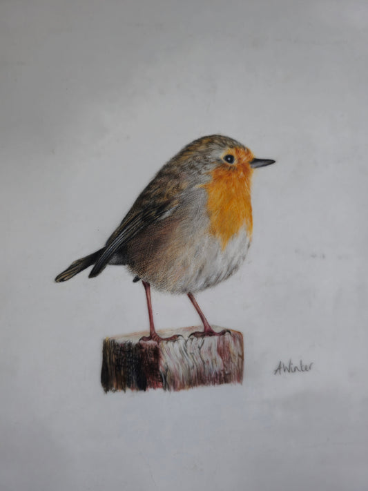 Robin
