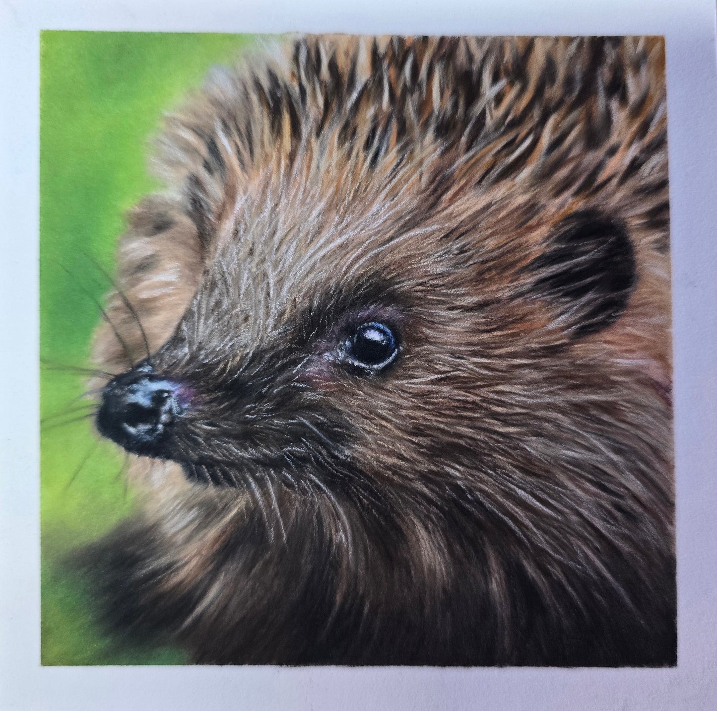 Hedgehog