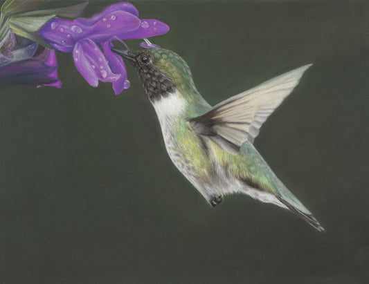 Hummingbird